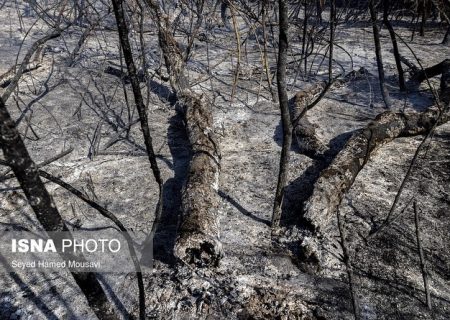 جنگل‌های حفاظت شده کرخه و سریال ادامه دار آتش‌سوزی+ (عکس)
