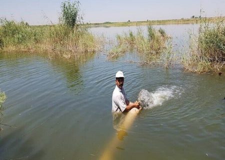 رهاسازی ۳۵۰ هزار بچه ماهی در تالاب‌ عرب حسن شوشتر